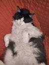 Mancha Aurelio & x28;a black and white cat& x29;, sleeping on a red sofa Royalty Free Stock Photo