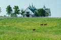 Horse bluegrass grazing at Manchester Farm in Lexington Kentucky Royalty Free Stock Photo