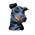 Manchester terrier, English dog breed digital art illustration. Smooth-haired pet domesticated to control vermin, notably rats.