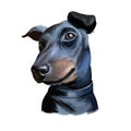 Manchester terrier, English dog breed digital art illustration. Smooth-haired pet domesticated to control vermin, notably rats.