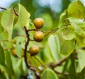 Manchineel or Hippomane mancinella fruits