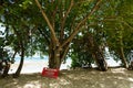 Dangerous toxic Manchineel tree at Swallow beach on Crown Point in Trinidad and Tobago