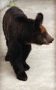 Manchu brown bear or Hairy ear bear