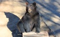 Manchu brown bear or Hairy ear bear