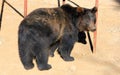 Manchu brown bear or Hairy ear bear