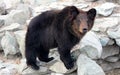 Manchu brown bear or Hairy ear bear