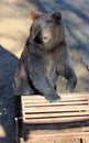 Manchu brown bear or Hairy ear bear