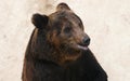 Manchu brown bear or Hairy ear bear