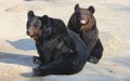 Manchu brown bear or Hairy ear bear