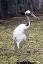 Manchurian Crane Royalty Free Stock Photo
