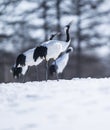 A closeup portrait of a red crowned crane honking in Hokkaido , Japan