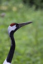 Manchurian crane in the wild Royalty Free Stock Photo