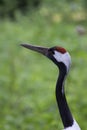 Manchurian crane in the wild Royalty Free Stock Photo