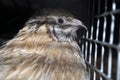 Manchurian quail in a cage with other birds including Texas quail, and white giant