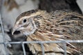 Manchurian quail in a cage with other birds including Texas quail, and white giant