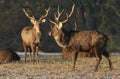 Manchurian Sika Deer Cervus nippon mantchuricus at first light on a frosty cold morning. Royalty Free Stock Photo