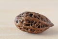 Manchurian walnut Royalty Free Stock Photo