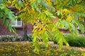 Manchurian walnut branches Royalty Free Stock Photo