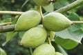 Manchurian walnut fruits Royalty Free Stock Photo