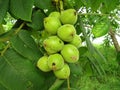 Manchurian walnut juglans mandshurica ripe fruits on the tree