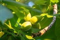 Manchurian walnut, lat. juglans mandshurica, ripe fruits on the tree Royalty Free Stock Photo