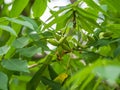 Manchurian walnut, lat. juglans mandshurica, ripe fruits on the tree Royalty Free Stock Photo