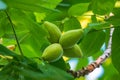 Manchurian walnut, lat. juglans mandshurica, ripe fruits on the tree Royalty Free Stock Photo