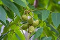 Manchurian walnut, lat. juglans mandshurica, ripe fruits on the tree Royalty Free Stock Photo