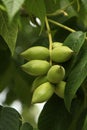 Manchurian walnut Royalty Free Stock Photo