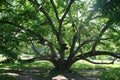 Manchurian walnut Royalty Free Stock Photo