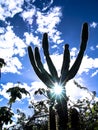 Mandacaru cactus
