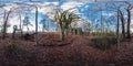 Mandacaru and other trees in a small forest with blue sky in the background Royalty Free Stock Photo