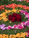 Mandala of different colored rose petals