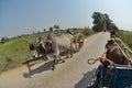 Mandalay Oe Toke Tan pony cart taxi Royalty Free Stock Photo