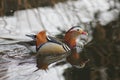 Mandarin birds swimming freely in the forest part