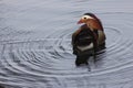 Mandarin birds swimming freely in the forest part