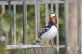 Mandarin birds swimming freely in the forest part