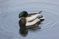 Mandarin birds swimming freely in the forest part