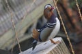 Mandarin birds swimming freely in the forest part