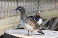 Mandarin birds swimming freely in the forest part