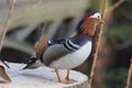 Mandarin birds swimming freely in the forest part