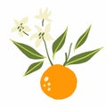 Mandarin branch. Exotic tropical orange citrus fresh fruit, whole juicy tangerine with green leaves and flowers vector cartoon