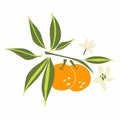 Mandarin branch. Exotic tropical orange citrus fresh fruit, whole juicy tangerine with green leaves and flowers vector cartoon