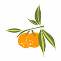 Mandarin branch. Exotic tropical orange citrus fresh fruit, whole juicy tangerine with green leaves vector cartoon minimalistic Royalty Free Stock Photo