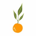 Mandarin branch. Exotic tropical orange citrus fresh fruit, whole juicy tangerine with green leaves vector cartoon minimalistic