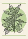 Mandarin branch with fruits sketch illustration green poster.