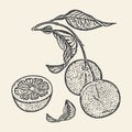 Mandarin branch with fruits sketch illustration logo card.