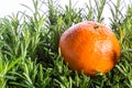 Mandarin on branches of fresh rosemary Royalty Free Stock Photo