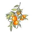 Mandarin Branches Vector Illustration. Botanical Vintage Fruits.