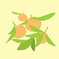 Mandarin cirus fruit with green leaves vector